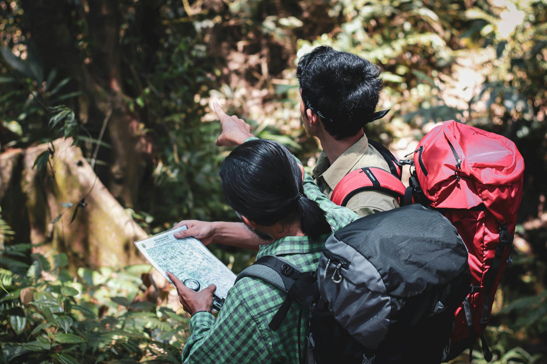 A trekker observes a wild orangutan in the lush rainforest canopy of Sabah, Borneo.