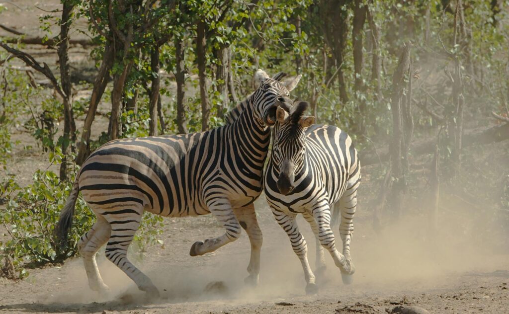 Illustration of Kruger National Park Safari Guide: Essential Tips for an Unforgettable Adventure