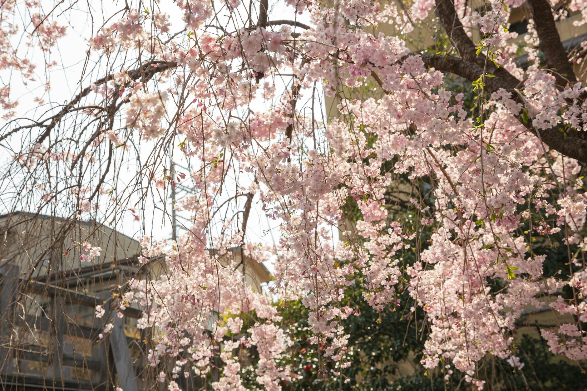 Pink cherry blossom trees in full bloom surrounding a historic Kyoto temple garden in spring.