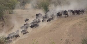 Illustration of Masai Mara Travel Guide: Witness the Stunning Great Migration Effortlessly