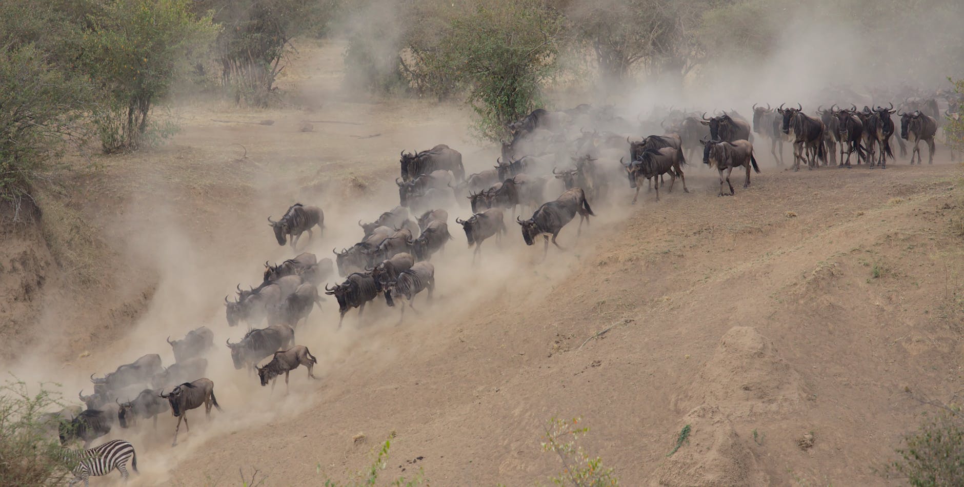 Illustration of Masai Mara Travel Guide: Witness the Stunning Great Migration Effortlessly
